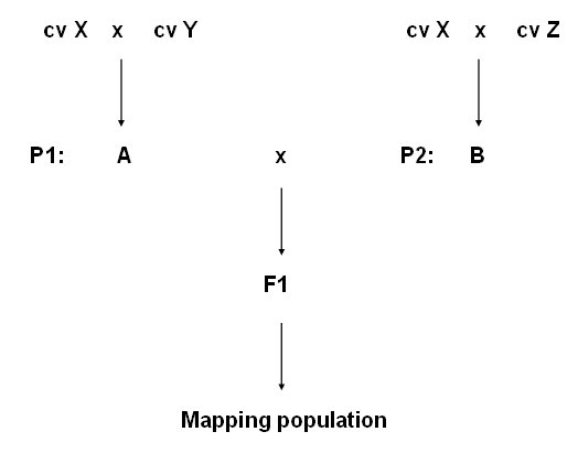 cv_mapping_population.jpg