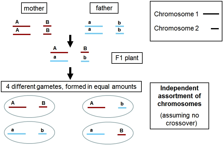 independent_assortment_chromosomes.jpg