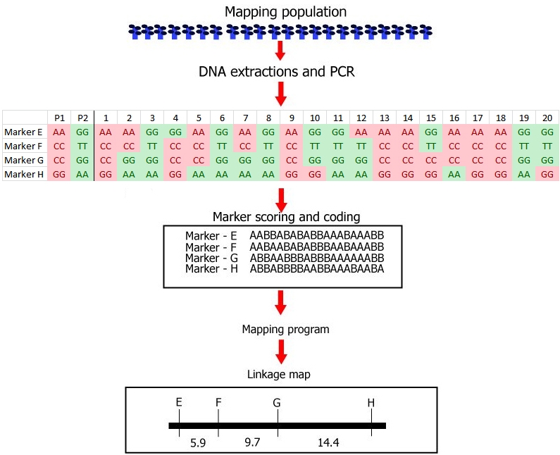 linkage_steps_SNPs.jpg