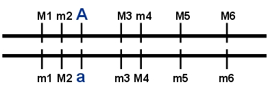 haplotype.jpg