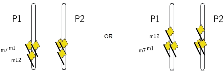 example_linkage_maps_1_7_12_yellow.jpg