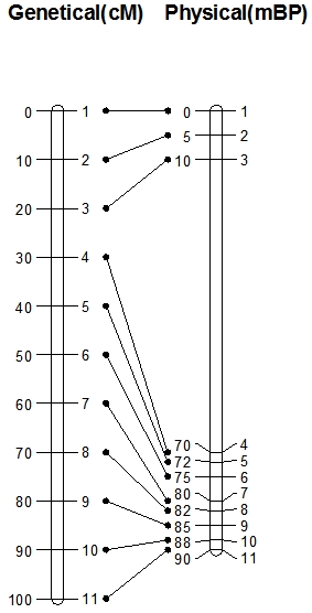 geneticalphysycalmap.jpg