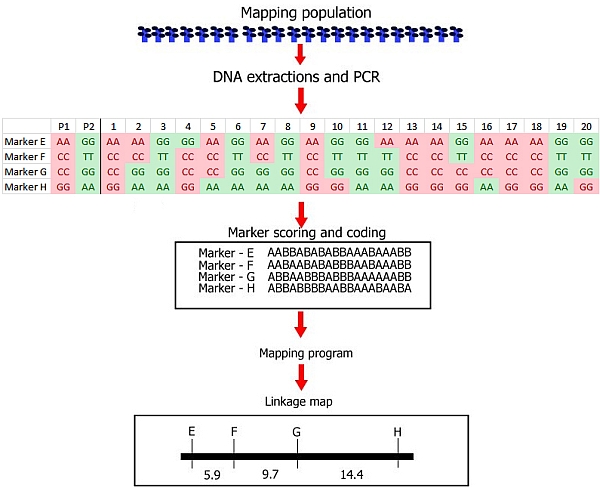 linkage_steps_SNPs_small.jpg